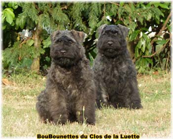 bouvier des flandres photo chiot - Elevage Clos Luette -  COPYRIGHT DEPOSE